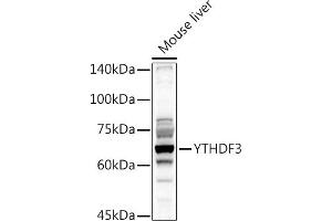 Western blot analysis of extracts of Mouse liver, using YTHDF3 antibody (ABIN6130934, ABIN6150345, ABIN6150346 and ABIN6224441) at 1:1000 dilution. (YTHDF3 Antikörper  (AA 1-275))