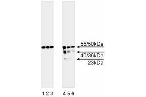 Western blot analysis of caspase-8. (Caspase 8 Antikörper  (full length))