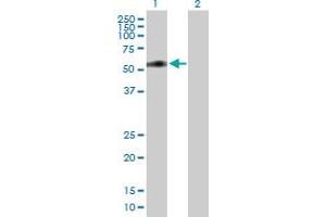 Western Blot analysis of MIDN expression in transfected 293T cell line by MIDN MaxPab polyclonal antibody. (MIDN Antikörper  (AA 1-468))