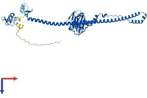 TRIM69 Protein (AA 1-500) (His tag)