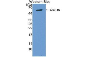 Western Blotting (WB) image for anti-Secreted Protein, Acidic, Cysteine-Rich (Osteonectin) (SPARC) (AA 18-303) antibody (ABIN1078415) (SPARC Antikörper  (AA 18-303))