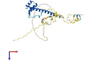 TLX2 Protein (AA 1-284) (His tag)