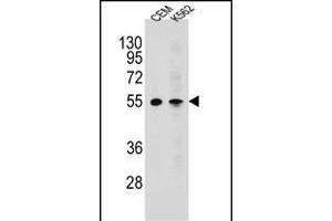 MCHR1 Antibody (C-term) (ABIN654645 and ABIN2844341) western blot analysis in CEM,K562 cell line lysates (35 μg/lane). (MCHR1 Antikörper  (C-Term))
