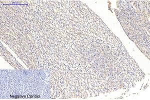 Immunohistochemical analysis of paraffin-embedded rat kidney tissue. (MAP2 Antikörper)