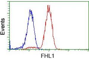 Image no. 3 for anti-Four and A Half LIM Domains 1 (FHL1) antibody (ABIN1500976) (FHL1 Antikörper)