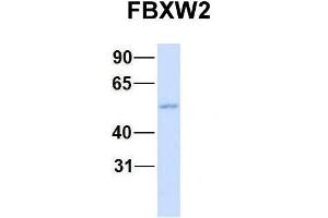 Western Blotting (WB) image for anti-F-Box and WD Repeat Domain Containing 2 (FBXW2) (Middle Region) antibody (ABIN2774691)