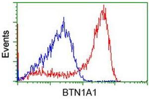 HEK293T cells transfected with either RC223852 overexpress plasmid (Red) or empty vector control plasmid (Blue) were immunostained by anti-BTN1A1 antibody (ABIN2452839), and then analyzed by flow cytometry. (BTN1A1 Antikörper)
