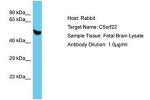 Image no. 1 for anti-Chromosome 5 Open Reading Frame 22 (C5ORF22) (AA 153-202) antibody (ABIN6750627) (C5ORF22 Antikörper  (AA 153-202))