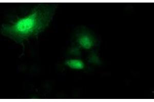 Anti-SH2D2A mouse monoclonal antibody (ABIN2455613) immunofluorescent staining of COS7 cells transiently transfected by pCMV6-ENTRY SH2D2A (RC204162). (SH2D2A Antikörper)