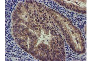 Image no. 4 for anti-Coiled-Coil-Helix-Coiled-Coil-Helix Domain Containing 5 (CHCHD5) (AA 1-110) antibody (ABIN1490561) (CHCHD5 Antikörper  (AA 1-110))