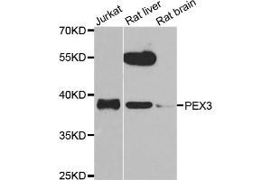 Western blot analysis of extracts of various cell lines, using PEX3 antibody (ABIN5975508) at 1/1000 dilution. (PEX3 Antikörper)