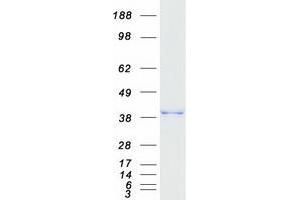 Validation with Western Blot (C20orf72 Protein (Myc-DYKDDDDK Tag))