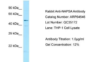Western Blotting (WB) image for anti-Napsin A Aspartic Peptidase (NAPSA) (C-Term) antibody (ABIN971227) (NAPSA Antikörper  (C-Term))