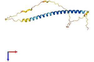 SCOC Protein (AA 1-159) (His tag)