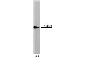 Western blot analysis of MEK2 on a RSV-3T3 cell lysate. (MEK2 Antikörper  (AA 1-110))