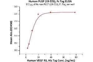Immobilized Human PLGF (19-221), Fc Tag (ABIN6973195) at 2 μg/mL (100 μL/well) can bind Human VEGF R1, His Tag (ABIN2181915,ABIN2181916) with a linear range of 2-20 ng/mL (Routinely tested). (PLGF Protein (AA 19-221) (Fc Tag))
