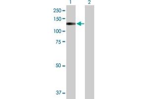 Western Blot analysis of TRPA1 expression in transfected 293T cell line by TRPA1 MaxPab polyclonal antibody. (TRPA1 Antikörper  (AA 1-1119))
