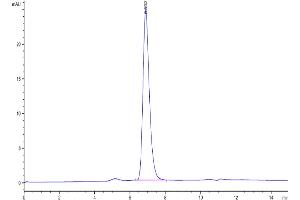 The purity of Human/Cynomolgus/Rhesus macaque ROR1 is greater than 95 % as determined by SEC-HPLC. (ROR1 Protein (AA 30-403) (His-Avi Tag))