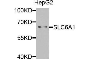 Western blot analysis of extracts of HepG2 cells, using SLC6A1 antibody. (SLC6A1 Antikörper)
