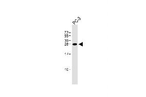 Anti-NDFIP1 Antibody (Center) at 1:1000 dilution + PC-3 whole cell lysate Lysates/proteins at 20 μg per lane. (NDFIP1 Antikörper  (AA 77-106))