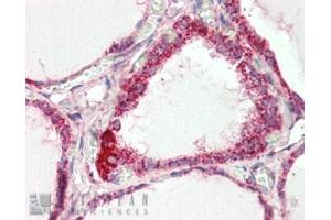 ABIN334378 (2. (COX IV Antikörper  (C-Term))