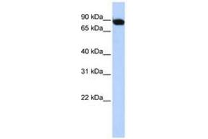 Image no. 1 for anti-Activating Transcription Factor 6 beta (ATF6B) (AA 504-553) antibody (ABIN6740266) (ATF6B Antikörper  (AA 504-553))