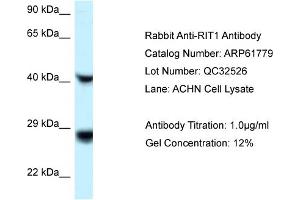 Western Blotting (WB) image for anti-Ras-Like Without CAAX 1 (RIT1) (C-Term) antibody (ABIN786492) (RIT1 Antikörper  (C-Term))