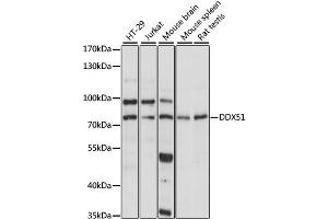 Western blot analysis of extracts of various cell lines, using DDX51 antibody. (DDX51 Antikörper)
