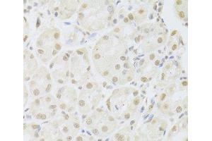 Immunohistochemistry of paraffin-embedded Human stomach using POU2F1 Polyclonal Antibody at dilution of 1:100 (40x lens).