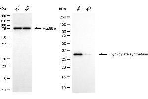 Western blotting analysis using thymidylate synthetase antibody (ABIN7800553). (Rekombinanter TYMS Antikörper)