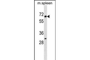 KLH22 Antibody (C-term) (ABIN1537487 and ABIN2849661) western blot analysis in mouse spleen tissue lysates (35 μg/lane).
