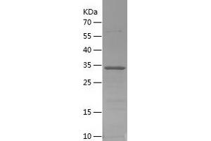 Western Blotting (WB) image for Pancreatic Polypeptide (PPY) (AA 1-95) protein (His-IF2DI Tag) (ABIN7124305) (PPY Protein (AA 1-95) (His-IF2DI Tag))