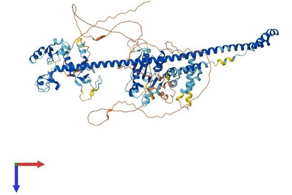 PML Protein (AA 1-885) (His tag)