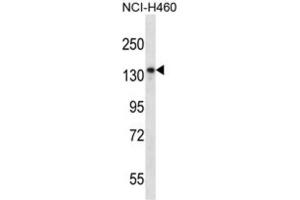 Western Blotting (WB) image for anti-Nardilysin (N-Arginine Dibasic Convertase) (NRD1) antibody (ABIN2997697) (NRD1 Antikörper)
