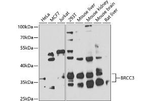 Western blot analysis of extracts of various cell lines, using BRCC3 antibody (ABIN6129997, ABIN6137648, ABIN6137649 and ABIN6224012) at 1:1000 dilution. (BRCC3 Antikörper  (AA 1-316))