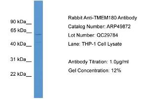 WB Suggested Anti-TMEM180  Antibody Titration: 0. (TMEM180 Antikörper  (Middle Region))