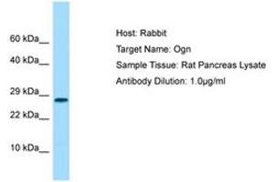 Image no. 1 for anti-Osteoglycin (OGN) (C-Term) antibody (ABIN6749874) (OGN Antikörper  (C-Term))