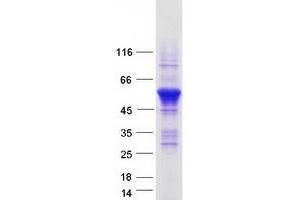 Western Blotting (WB) image for RUN and FYVE Domain Containing 3 (RUFY3) (Transcript Variant 2) protein (Myc-DYKDDDDK Tag) (ABIN2731244)