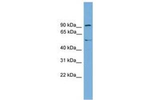 Image no. 1 for anti-Nuclear Receptor Subfamily 4, Group A, Member 3 (NR4A3) (AA 503-552) antibody (ABIN6744907) (NR4A3 Antikörper  (AA 503-552))