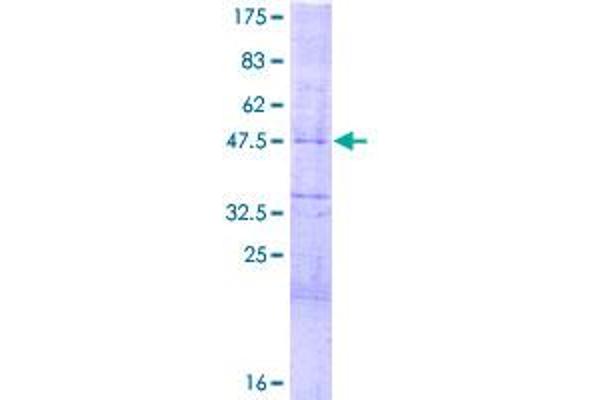 HES4 Protein (AA 1-221) (GST tag)