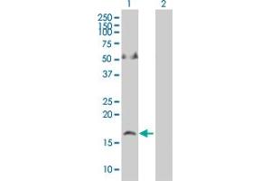 Western Blot analysis of APLN expression in transfected 293T cell line by APLN MaxPab polyclonal antibody.