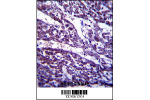 TUBGCP5 Antibody immunohistochemistry analysis in formalin fixed and paraffin embedded human heart tissue followed by peroxidase conjugation of the secondary antibody and DAB staining. (TUBGCP5 Antikörper  (N-Term))