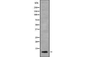 Western blot analysis SERP1 using MCF7 whole cell lysates