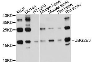 Western blot analysis of extracts of various cell lines, using UBE2G2 antibody. (UBE2G2 Antikörper)