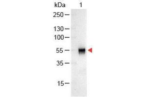 Western Blot of Goat anti-Rabbit IgG Antibody Alkaline Phosphatase Conjugated. (Ziege anti-Kaninchen IgG (Heavy & Light Chain) Antikörper (Alkaline Phosphatase (AP)) - Preadsorbed)