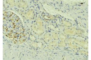 ABIN6273726 at 1/100 staining Mouse kidney tissue by IHC-P. (NDFIP2 Antikörper  (Internal Region))