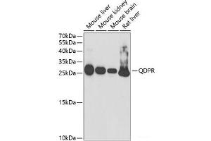 Western blot analysis of extracts of various cell lines using QDPR Polyclonal Antibody at dilution of 1:1000. (QDPR Antikörper)