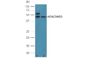Lane 1: 293T cells; Lane 2: A431 cell lysates probed with Anti-HDAC3/HD3 Polyclonal Antibody  at 1:5000 90min in 37˚C. (HDAC3 Antikörper  (AA 31-130))