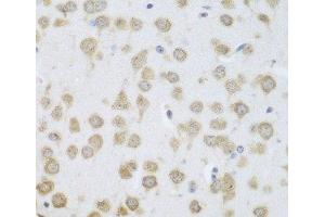 Immunohistochemistry of paraffin-embedded Mouse brain using GRPEL2 Polyclonal Antibody at dilution of 1:100 (40x lens). (GRPEL2 Antikörper)