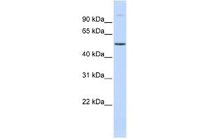 WB Suggested Anti-C19orf2 Antibody Titration:  0. (URI1 Antikörper  (Middle Region))